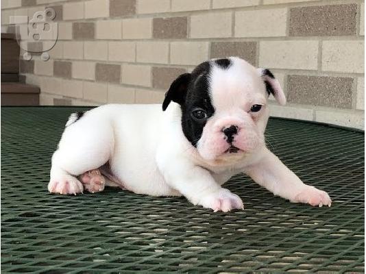 PoulaTo: AKC quality French Bulldog Puppy for free adoption!!!